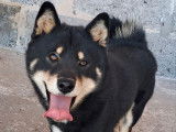 À vendre : un chien Shiba Inu LOF