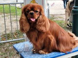 Un chien Cavalier King Charles LOF disponible à la saillie