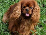Un chien Cavalier King Charles LOF disponible à la saillie