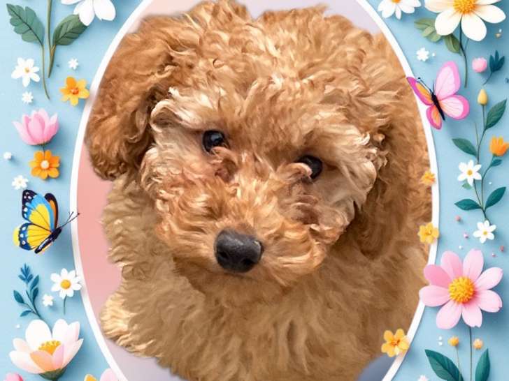 Superbe chiots Caniche nains ou toy à vendre