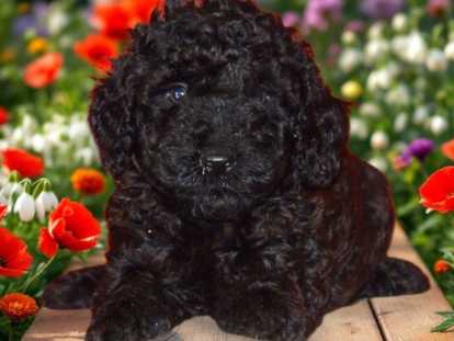 Superbe chiots Caniche nains ou toy à vendre