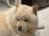 Mâle Chow Chow LOF disponible pour une saillie