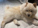 Mâle Chow Chow LOF disponible pour une saillie