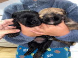 Chiots mâles Lhassa Apso à vendre