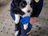 Chiots Border Collie à vendre