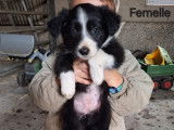 Chiots Border Collie à vendre