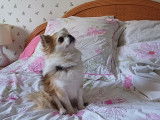 Chien Chihuahua disponible pour saillie