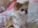 Chien Chihuahua disponible pour saillie