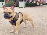 Mâle Bouledogue Français disponible pour saillie