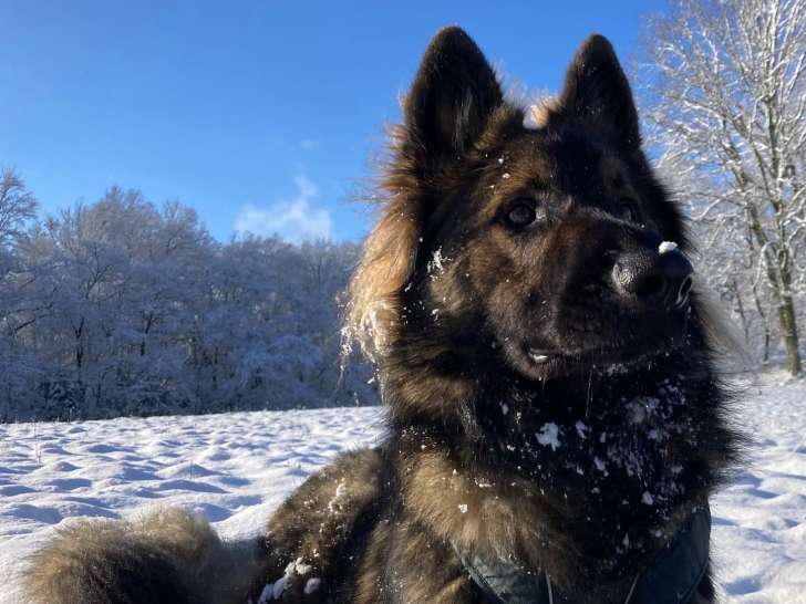 Stitch, Berger Allemand à adopter