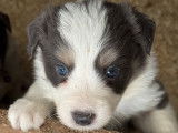 Chiots Border Collie élevés en famille à vendre
