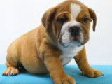Splendides chiots Bouledogue Anglais à vendre