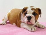 Splendides chiots Bouledogue Anglais à vendre