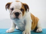Splendides chiots Bouledogue Anglais à vendre