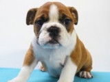 Splendides chiots Bouledogue Anglais à vendre