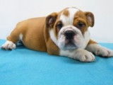 Splendides chiots Bouledogue Anglais à vendre