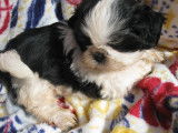 À vendre: 3 chiots Shih Tzu LOF