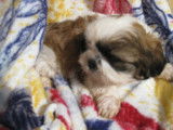 À vendre: 3 chiots Shih Tzu LOF