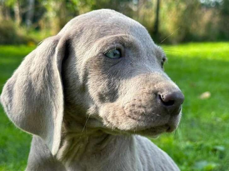 1 chiot femelle Braque de Weimar LOF disponible à la réservation