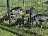3 chiots Épagneuls Bretons LOF disponibles à la vente