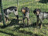 3 chiots Épagneuls Bretons LOF disponibles à la vente