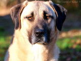 Chienne Kangal LOF disponible à la vente
