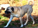 Chienne Kangal LOF disponible à la vente
