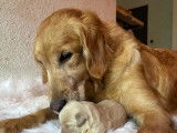 7 chiots Golden Retrievers LOF à réserver