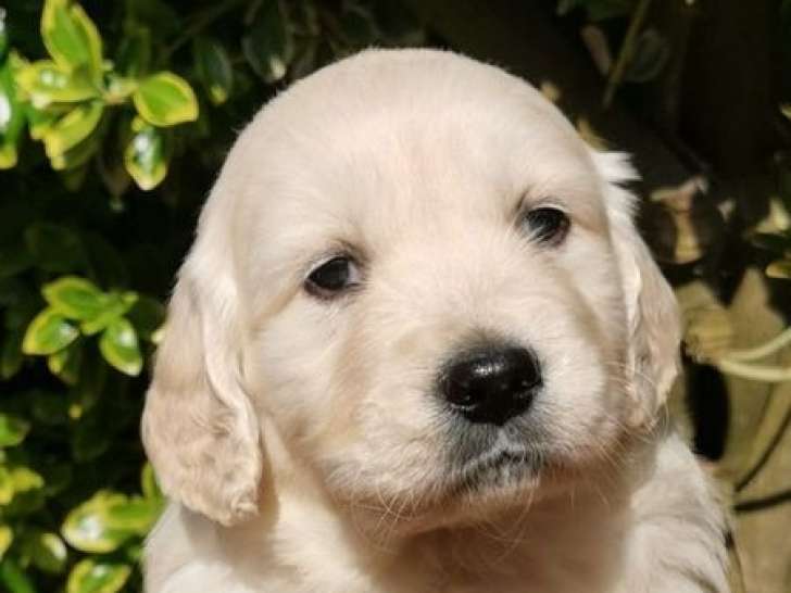Chiots Golden Retrievers LOF à réserver