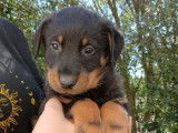 À réserver: 3 chiots Beaucerons LOF
