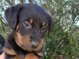 À réserver: 3 chiots Beaucerons LOF