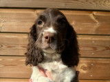 8 chiots Springer Spaniel LOF à réserver