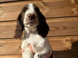 8 chiots Springer Spaniel LOF à réserver