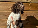 8 chiots Springer Spaniel LOF à réserver