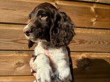 8 chiots Springer Spaniel LOF à réserver