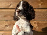 8 chiots Springer Spaniel LOF à réserver