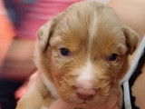Chiots Berger Australien LOF à vendre