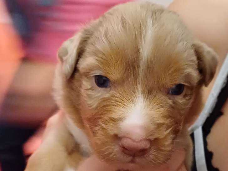 Chiots Berger Australien LOF à vendre