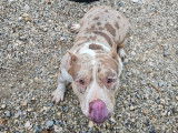Femelle American Bull à vendre