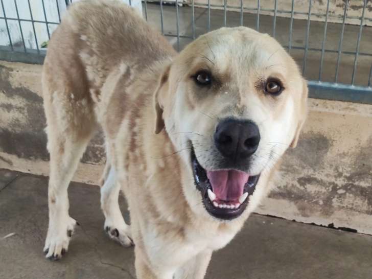 À adopter : chien au pelage sable