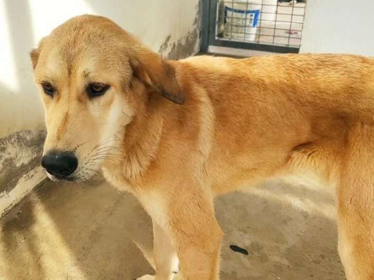Disponible à l'adoption : chien d'un an