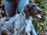 À accueillir : chienne Drahthaar noir et blanc
