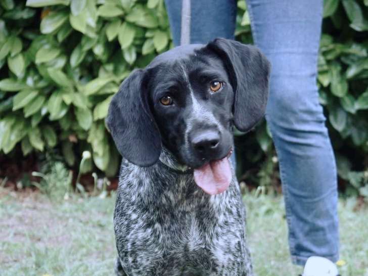 En quête d’un foyer : chienne de 2 ans