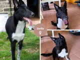 Adoption disponible : chiot femelle noir