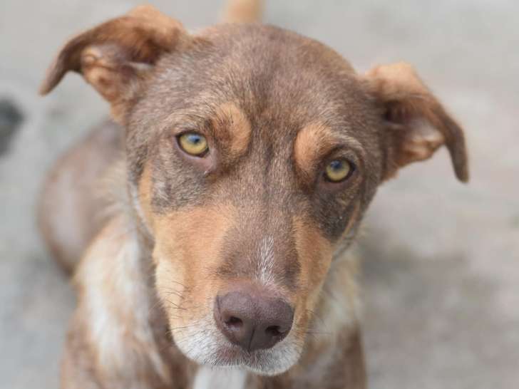 Chienne de 4 ans à adopter