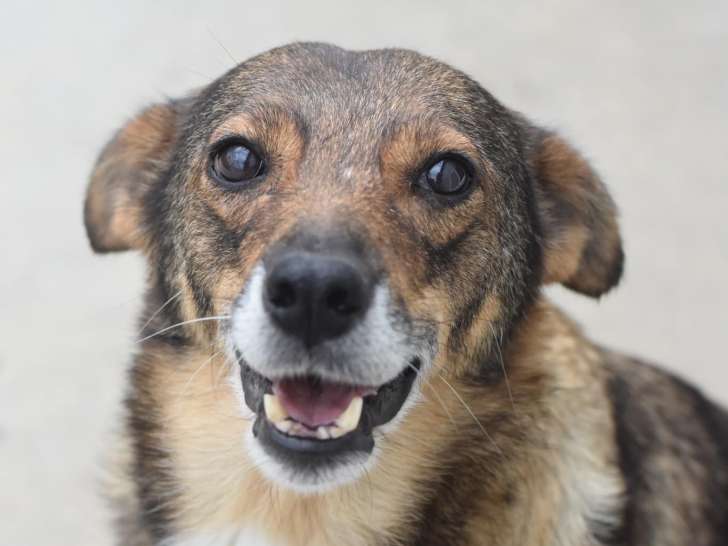 Chienne disponible à l'adoption