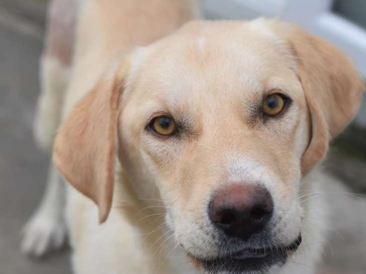 Chien sable prêt pour l’adoption