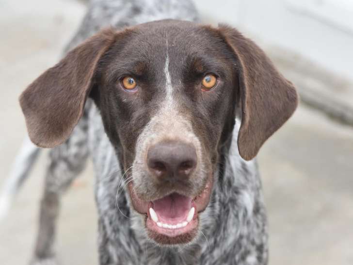 Chienne de 2 ans à accueillir