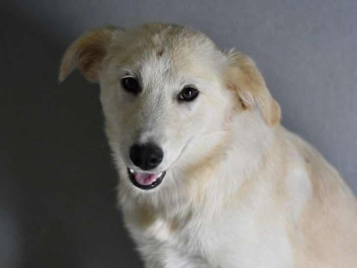 Chiot femelle beige en attente d’un foyer