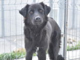 Adoption disponible : chien noir